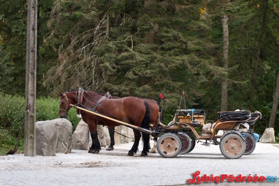 2013-08-19 Zakopane 011