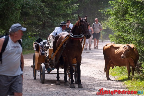 2013-08-19 Zakopane 398