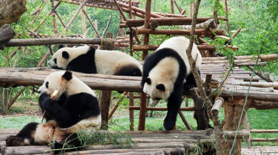 Chengdu Pandas Qatar Airways